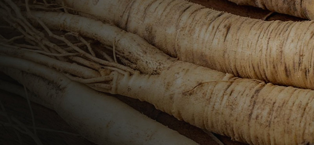 Panax ginseng root